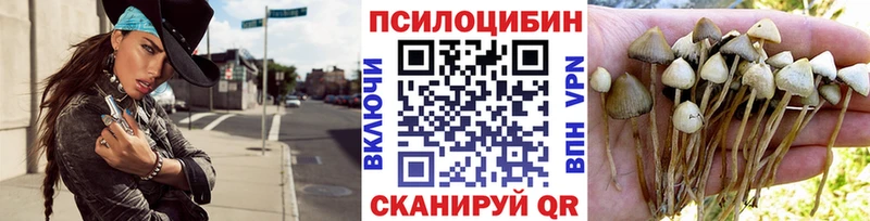 Галлюциногенные грибы Psilocybe  Нерчинск 